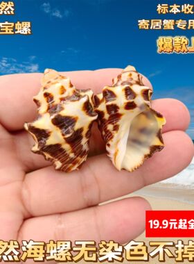 天然贝壳海螺奶牛螺寄居寄居蟹卷贝鱼替换壳鱼缸造景水族箱装饰小