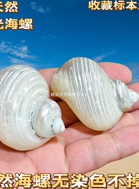 海螺贝壳螺去皮银口螺寄居蟹替换壳鱼缸造景装饰摆件卷贝鱼繁殖壳