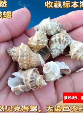 天然海螺贝壳棱角岩螺卷贝鱼寄居蟹替换壳水族鱼缸造景装饰摆件