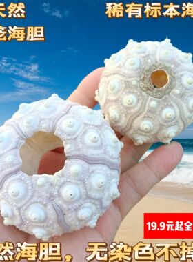 天然梦幻海胆粉红海胆壳橱窗设计装饰DIY墙贴装潢 地中海家居紫色