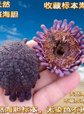 包邮稀有天然海胆壳标本 空气凤梨相框小夜灯材料 白粉色石笔海胆