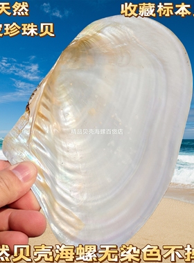 珍珠贝母空颜料盘蚌壳特大号炫彩极光贝壳打磨抛光贝母无加工贝壳