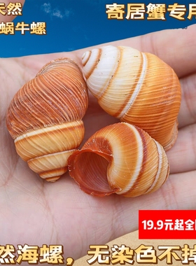 黄色左旋螺天然海螺贝壳标本螺工艺品家居装饰品摆件鱼缸水族造景