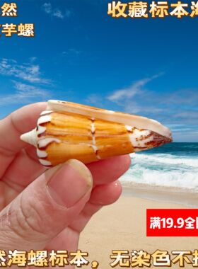 天然稀有海螺贝壳印度芋螺奥马尔芋螺收藏标本螺创意家居橱窗摆件