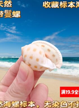 斑带鬘螺天然海螺贝壳棋盘鬘螺地台装饰鱼缸造景收藏寄居蟹替换壳