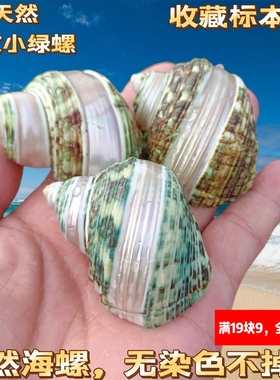 天然海螺贝壳寄居蟹替换壳条纹猫眼绿嵘螺鱼缸造景金刚螺水族装饰