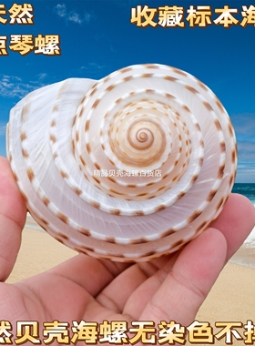 纯天然大海螺贝壳 花点鹑螺 鱼缸迷你孵化隔离繁殖盒多肉水培花盆
