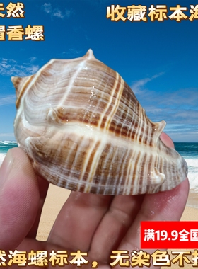 刺猬香螺天然海螺贝壳卷贝鱼寄居蟹替换壳鱼缸造景装饰标本螺收藏