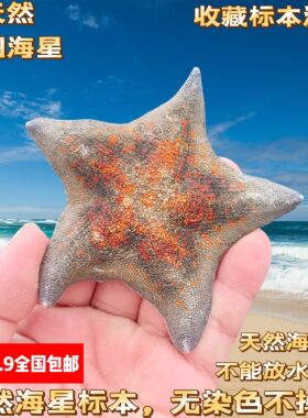 【真海星 不染色 可看货】超绚丽黄金大海星 贝壳海螺收藏标本