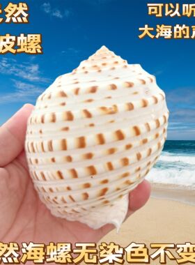 天然大海螺贝壳水波螺鱼缸造景装饰摆件寄居蟹替换壳卷贝鱼繁殖罐
