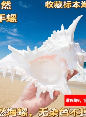 天然大海螺贝壳白千手螺家居摆件鱼缸造景水族箱装饰大贝壳海螺壳