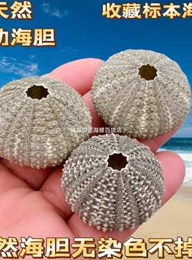 包邮稀有天然海胆壳套餐标本 空气凤梨相框小夜灯材料 紫色白粉色