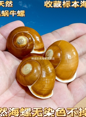 蜗牛壳天然海螺贝壳黄色左旋螺标本螺寄居蟹替换壳鱼缸水族造景