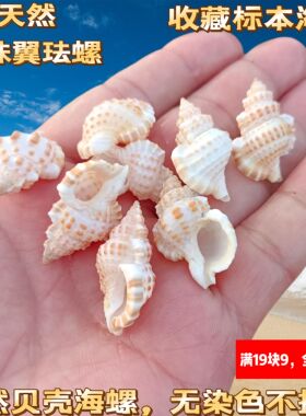 天然海螺贝壳厂家直销鳄皮螺鱼缸水族箱造景diy手工风铃创意摆件