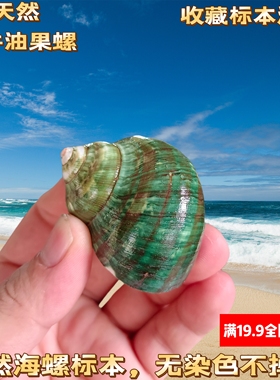天然海螺绿色牛油果螺寄居蟹替换壳鱼缸造景水族箱装饰猫眼螺摆件