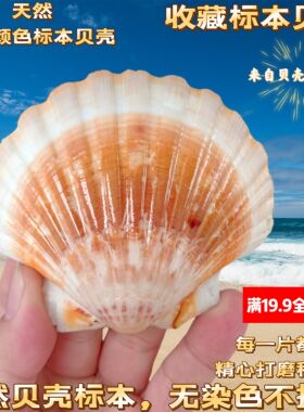 【真贝壳 无染色 可看货】甜美可爱粉/紫白色大扇贝 天然贝壳海螺