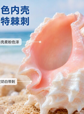 天然贝壳大粉红骨螺听风海螺多肉花盆鱼缸造景卷贝鱼寄居蟹替换壳