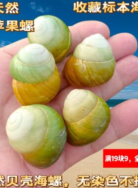 天然海螺贝壳黄色左旋螺蜗牛壳标本收藏螺寄居蟹替换壳鱼缸造景