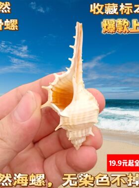 天然贝壳海螺海星4-7cm长尾刺女巫骨鱼缸水族箱微景观diy装配饰