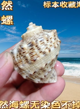 天然海螺贝壳红口螺红鲤螺 卷贝鱼寄居蟹替换壳 鱼缸水族造景装饰
