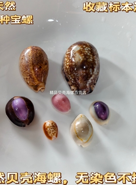 17种天然小宝螺贝壳宝螺标本收藏手工diy装饰画材料鱼缸造景微贝