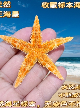 【保证完整】【真海星勿碰水】5-7厘米天然晒干黄金海星收藏标本