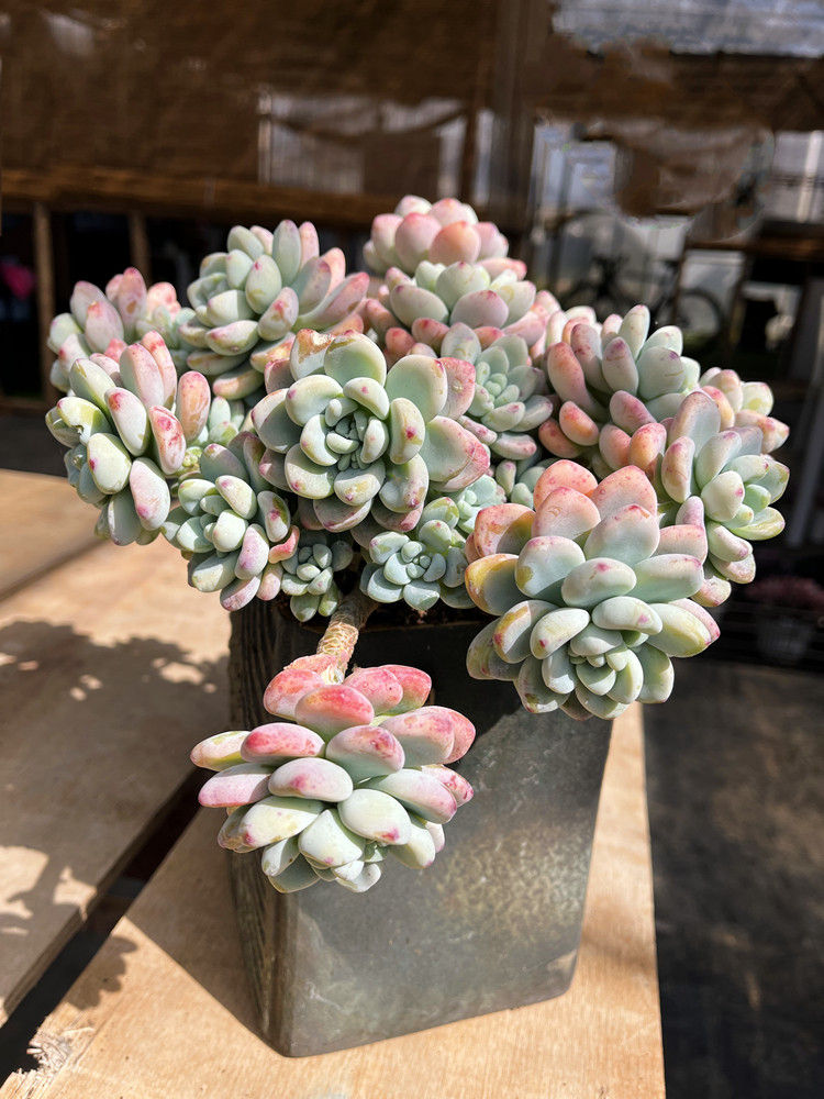 罗琦劳尔 云南清棚多肉植物大棵木质化老桩整桩群生新手练手好养,淘宝优惠券,粉丝福利购,淘宝优惠卷