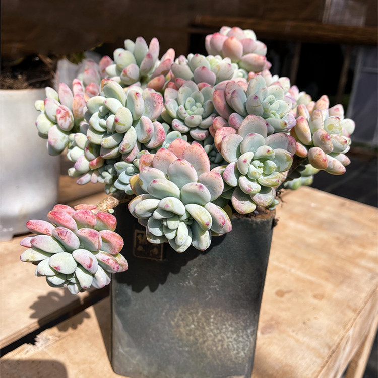 罗琦劳尔 云南清棚多肉植物大棵木质化老桩整桩群生新手练手好养,淘宝优惠券,粉丝福利购,淘宝优惠卷