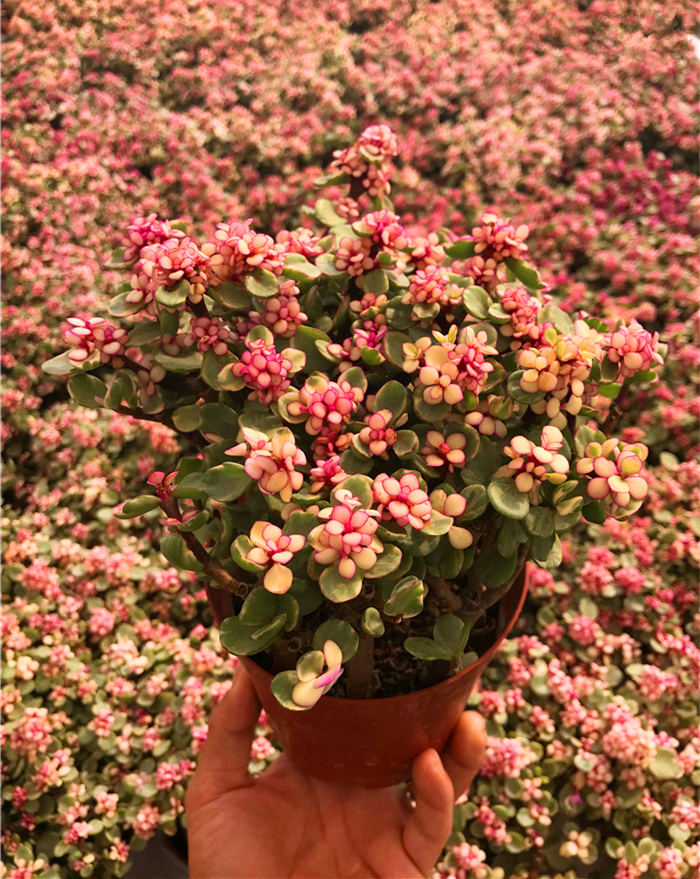 雅乐之舞/马齿苋 清棚高颜值多肉植物大株老桩群生室内盆栽耐寒 - 图1