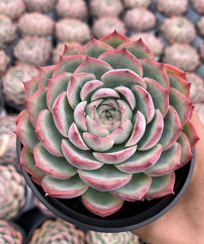 侧影 大单头莲花科属红边多肉植物 办公室阳台盆栽新手好养好度夏 - 图0