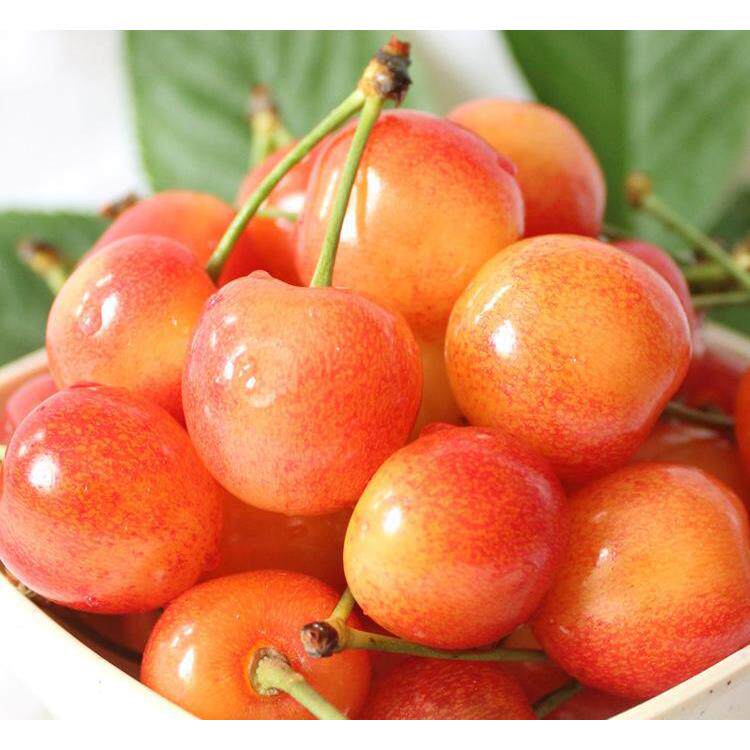 黄蜜大樱桃树樱桃苗南北方庭院地栽种植大苗盆栽嫁接矮化当年结果 - 图2