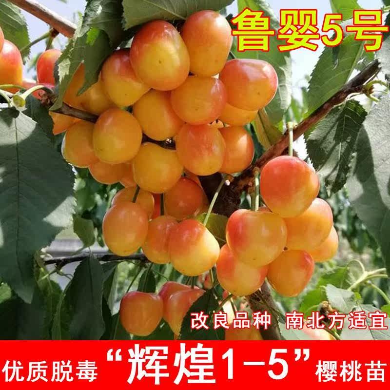 黄蜜大樱桃树樱桃苗南北方庭院地栽种植大苗盆栽嫁接矮化当年结果 - 图1