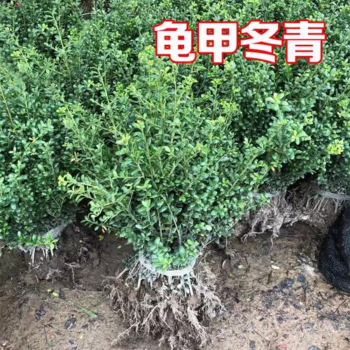 龟甲冬青苗小叶冬青四季常青庭院绿化绿篱笆小苗木龟甲冬青灌木球 - 图2
