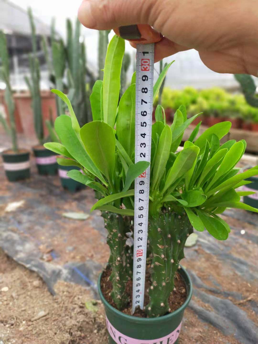 新霸王鞭植物仙人柱量天尺次金刚杵稀有仙人掌类大型植物龙骨盆栽_虎窝淘