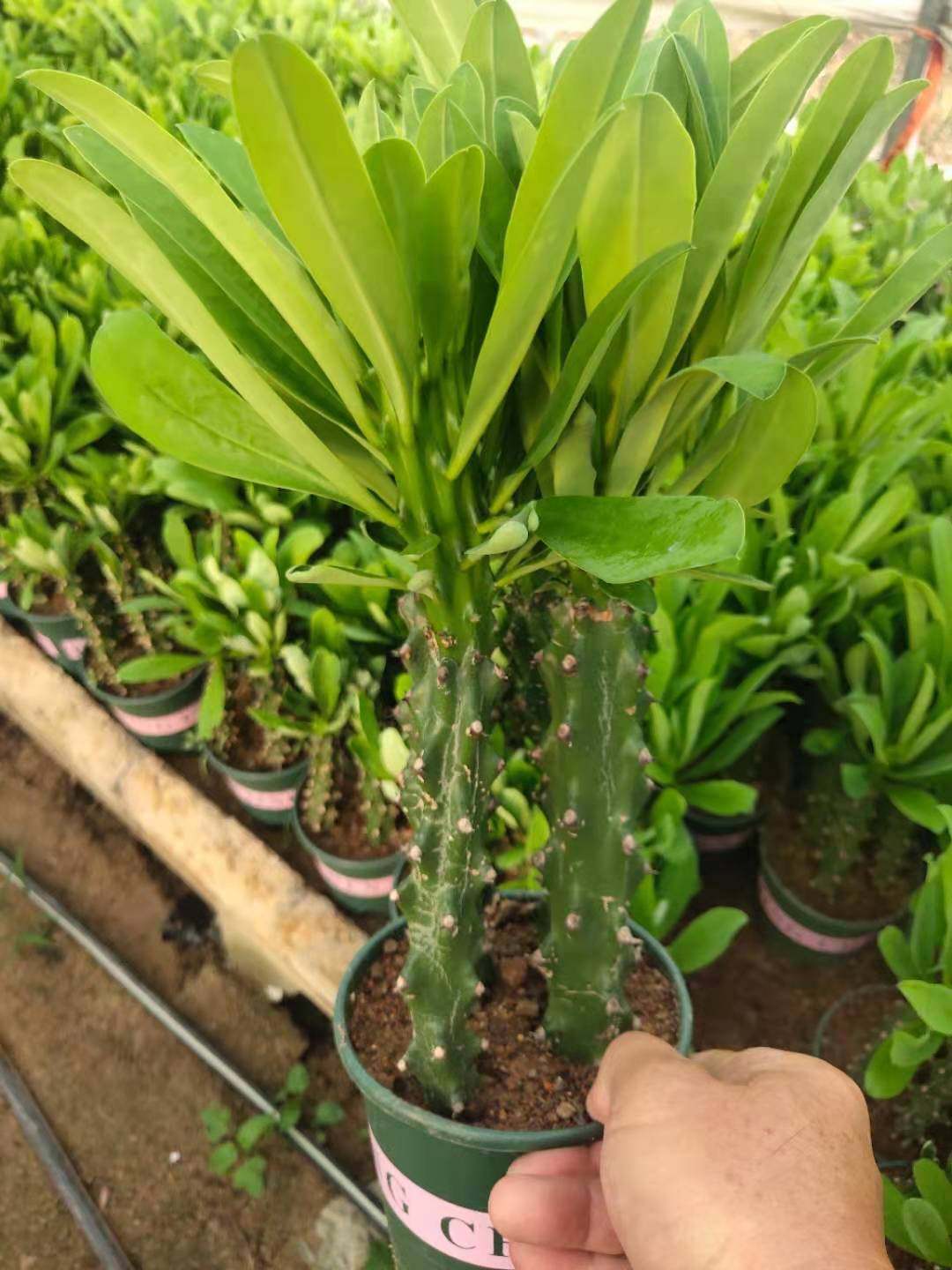 新霸王鞭植物仙人柱量天尺次金刚杵稀有仙人掌类大型植物龙骨盆栽_虎窝淘