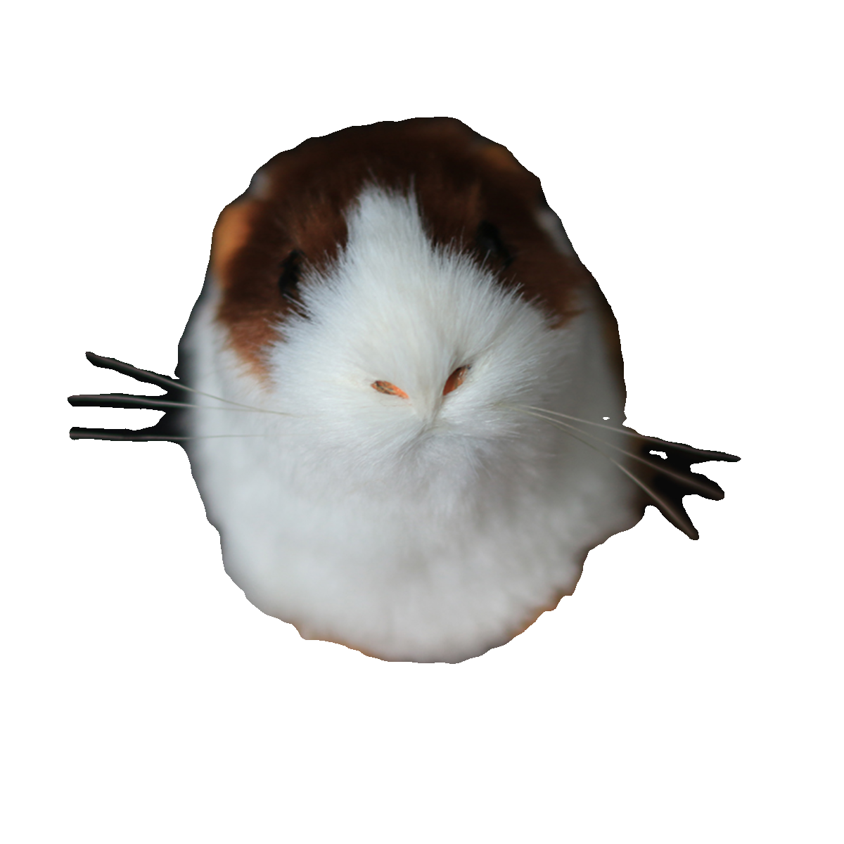 仿真动物豚鼠荷兰鼠荷兰猪海猪天竺鼠模型儿童认知教学道具仓鼠,淘宝优惠券,粉丝福利购,淘宝优惠卷