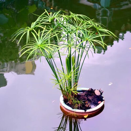 水生水培挺水植物水竹风车草盆栽鱼缸池塘水养绿植旱伞草养龟水草 - 图0