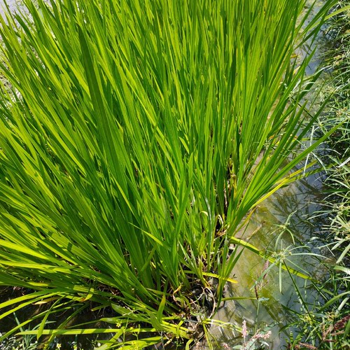 水菖蒲黄菖蒲金边金叶水生植物河道绿化苗木水生花卉植物成都批发 - 图2