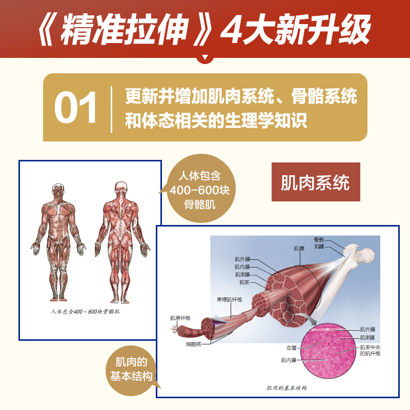 【尊享版】精准拉伸疼痛消除和损伤预防的针对性练习 运动损伤拉伸训练书籍 锻炼拉伸运动计划系统训练健身书籍 - 图0