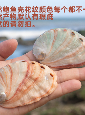 天然红花鲍鱼壳缸造景装饰品