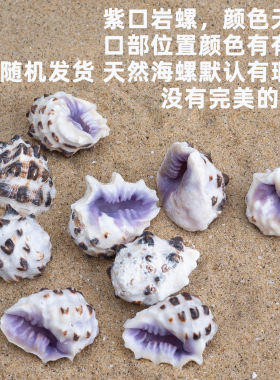 天然紫口岩螺家居摆件