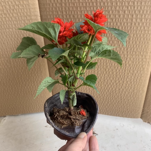 矮生一串红盆栽串串红角瑾带花发货庭院地栽阳台绿化工程花卉草花 - 图0