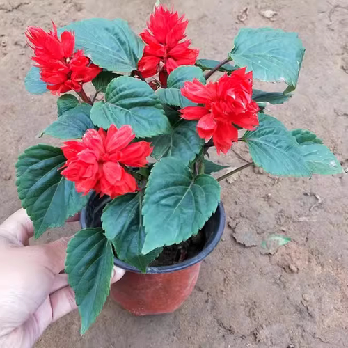 矮生一串红盆栽串串红角瑾带花发货庭院地栽阳台绿化工程花卉草花 - 图3