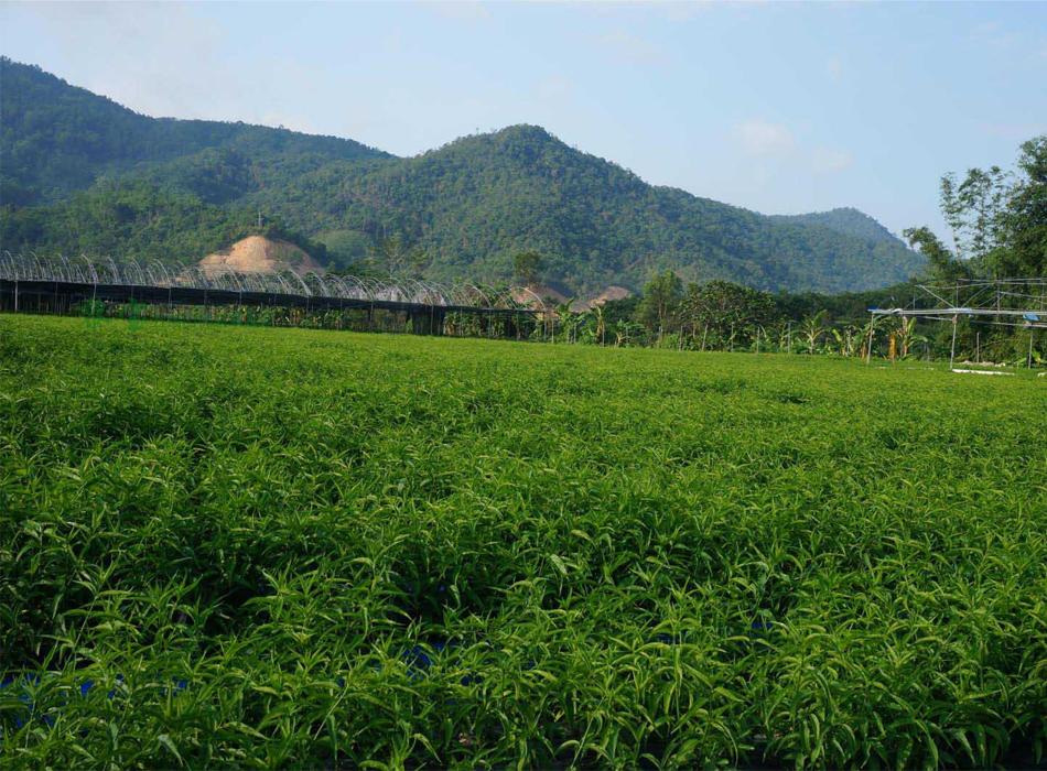 海南五指山黎王草忧遁草小尖叶鲜叶优盾优顿草鳄嘴花茶 500g包邮-图3