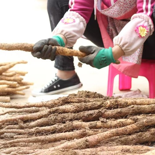 温县垆土铁棍山药正宗河南焦作新鲜5斤铁杆怀山淮山特产山药粉干