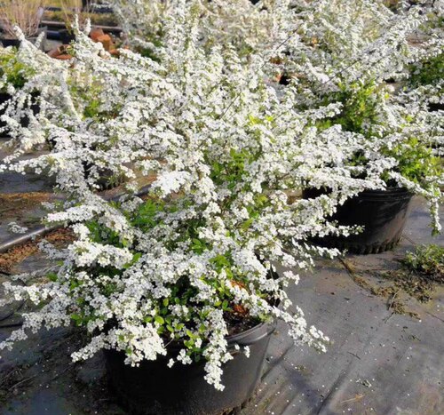 特价喷雪花特大苗庭院花园耐寒耐热地栽易养雪柳多年生盆栽花卉 - 图0
