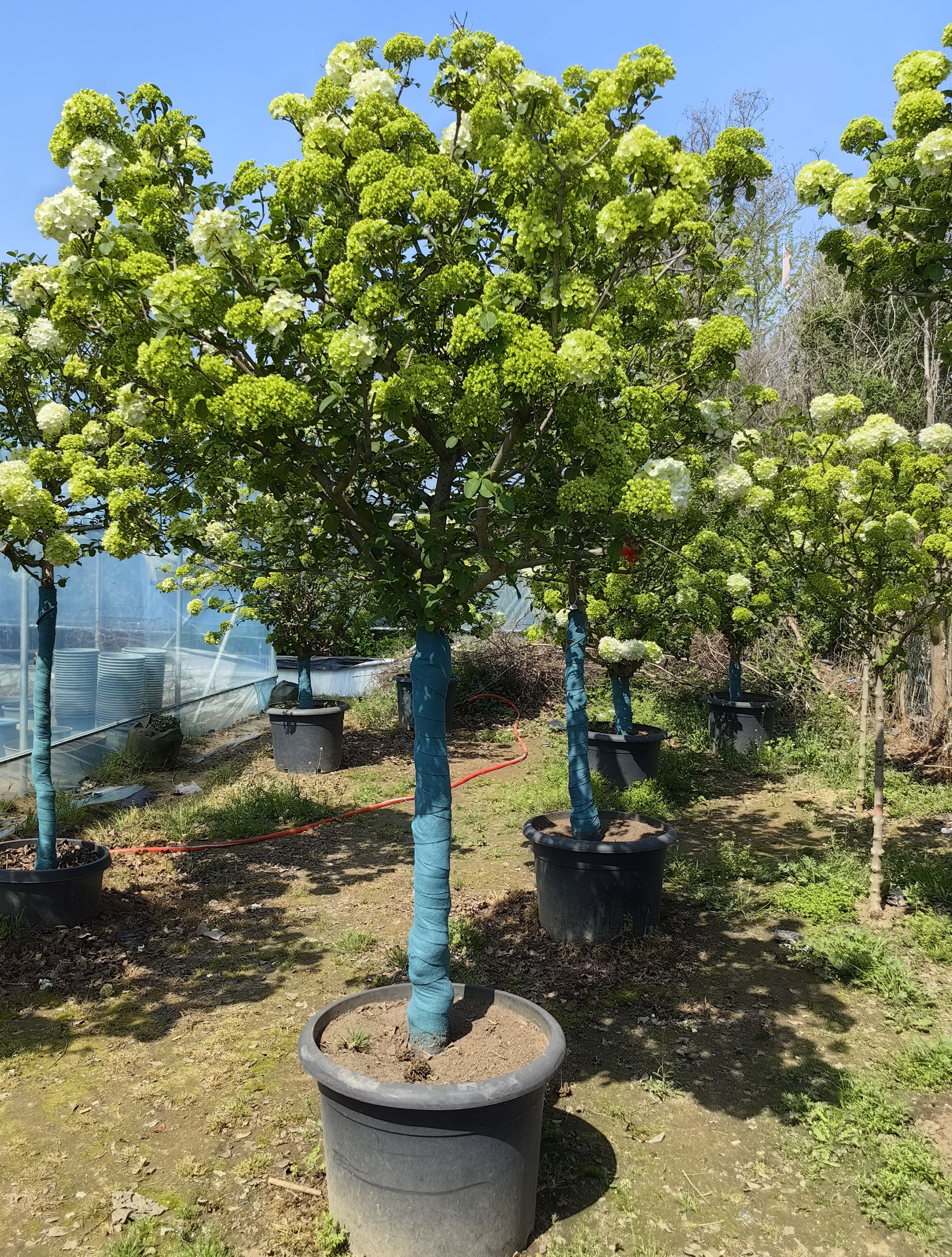 中华木绣球棒棒糖树桩正宗斗球庭院别墅低维护乔木耐寒耐热包对版 - 图2