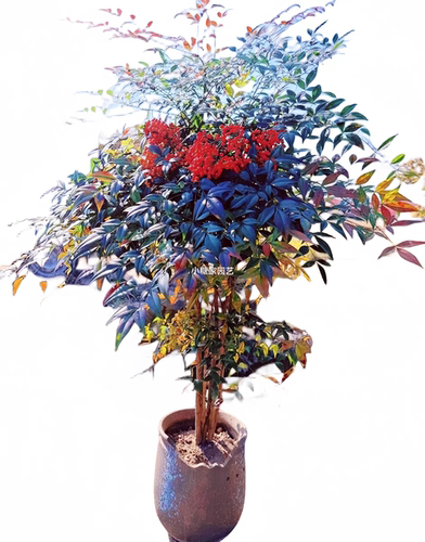 南天竹树苗盆栽火焰南天竹盆景苗耐寒观叶庭院阳台室内植物花卉 - 图3