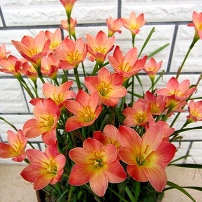 葱兰韭兰风雨兰花苗绿植物盆栽花卉室内观花植物庭院阳台当年开花_虎窝淘