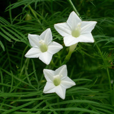 五星花种子四季开花籽易活羽叶茑萝藤蔓爬藤植物阳台四季花种籽子 - 图1